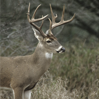 Deer Calls
