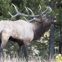Elk Calls