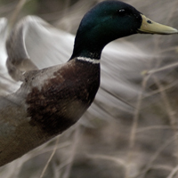 Waterfowl Calls